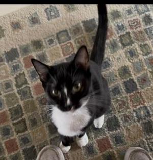 Bulbasaur, young, available for adoption