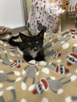 Brandee, kitten, available for adoption