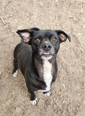 Little Black Dog, Terrier, adult, available for adoption