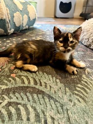 Beulah, kitten, available for adoption