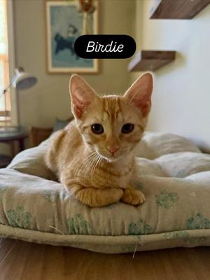 Birdie, kitten, available for adoption