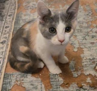 Anna, kitten, available for adoption