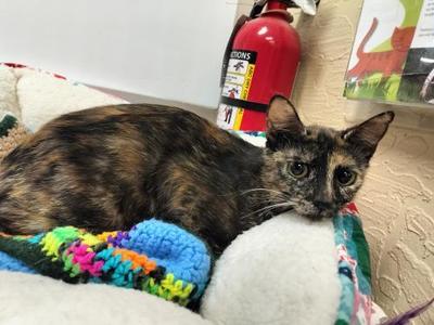 Bobbi Jean, adult, available for adoption