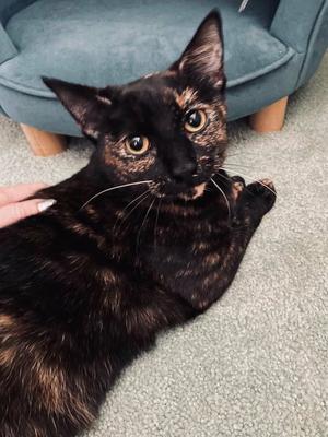 Ashlyn, young, available for adoption