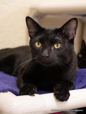 Aaron, young, available for adoption
