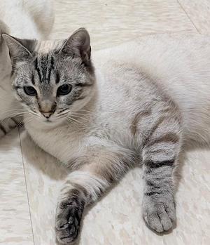 Astrid, young, available for adoption