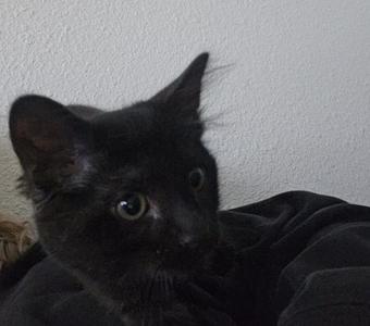 Calyx, kitten, available for adoption