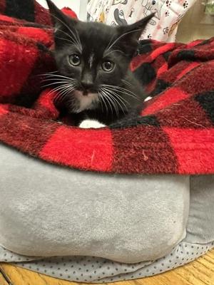 Binky, kitten, available for adoption