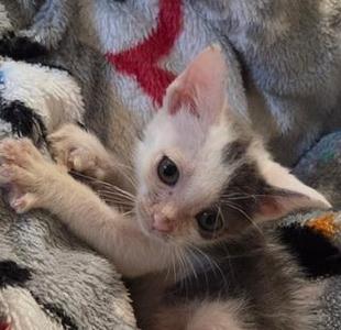 Aries, kitten, available for adoption