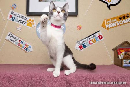 Abby, young, available for adoption