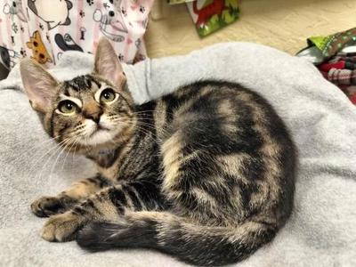 Carla, kitten, available for adoption