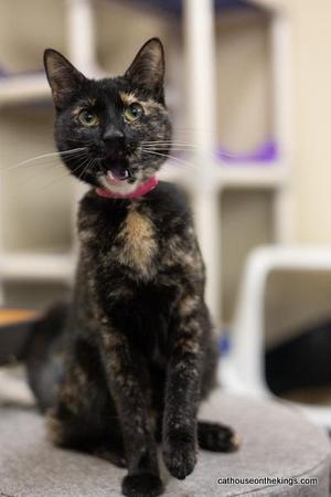 Bella the torti, adult, available for adoption