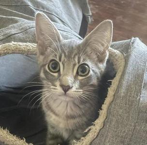 Alfie, kitten, available for adoption