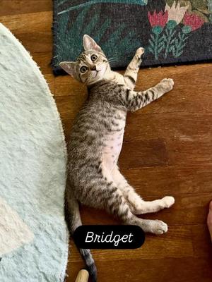 Bridget, kitten, available for adoption