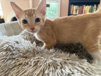 Benedict, kitten, available for adoption