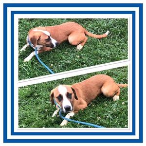 A brown and white dog with floppy ears is lying on a grassy field, wearing a blue leash. The image is duplicated, showing the dog in two different positions.