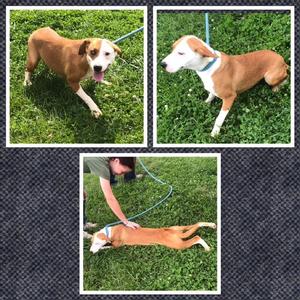 LANEY WILSON, Mixed Breed, puppy, available for adoption