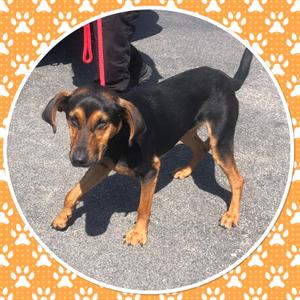 DOBBY, Mixed Breed, young, available for adoption