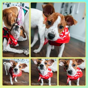 HARDY, Mixed Breed, puppy, available for adoption