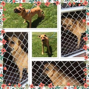 ZOEY, Boxer / German Shepherd Dog, puppy, available for adoption