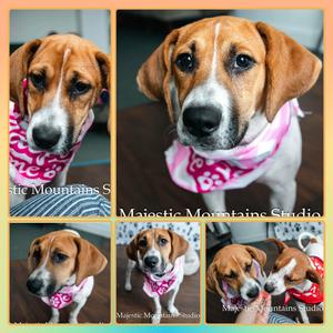 HALEY, Mixed Breed, puppy, available for adoption
