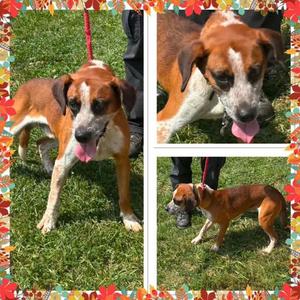 BENNY, Mixed Breed, young, available for adoption