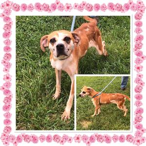 PUMPKIN, Mixed Breed, young, available for adoption