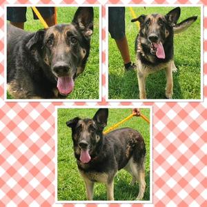 ZEVA, German Shepherd Dog, adult, available for adoption