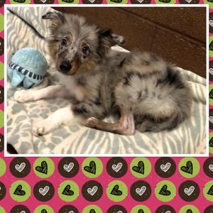 WESTIE, Australian Shepherd, puppy, available for adoption
