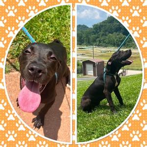 MOUNTY, Great Dane, puppy, available for adoption