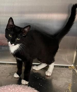 JANINE, young, available for adoption