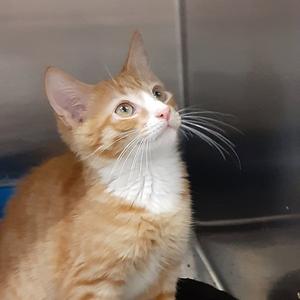 BRANDON, young, available for adoption
