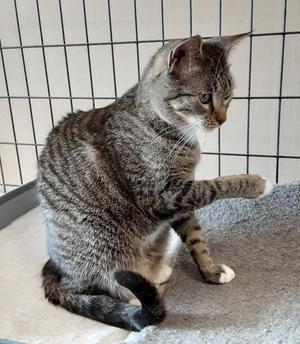 Bryson, adult, available for adoption