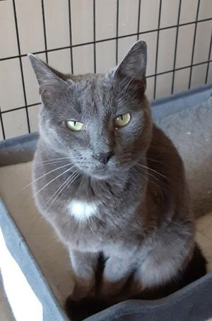 A gray cat with green eyes sitting in a cat bed