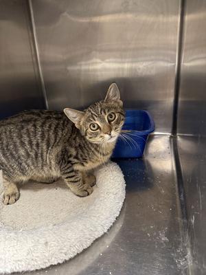 MARTY, young, available for adoption