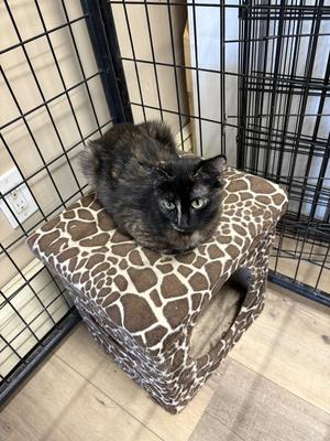 BRIANNA, adult, available for adoption