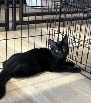 Mallory, young, available for adoption
