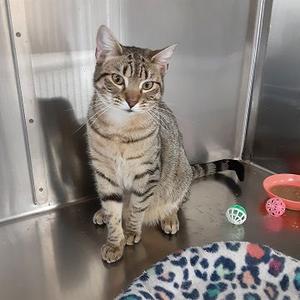Leann, young, available for adoption