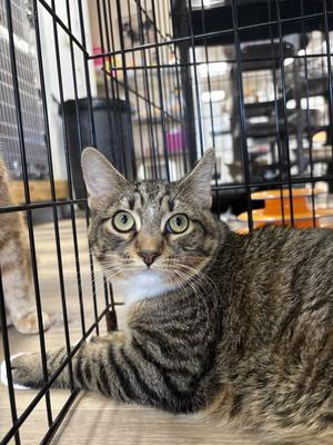BLAKE, young, available for adoption