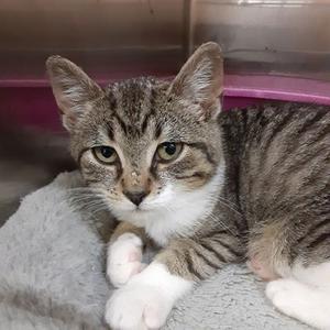 BILLY, young, available for adoption