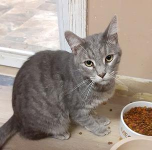 Chandler, young, available for adoption