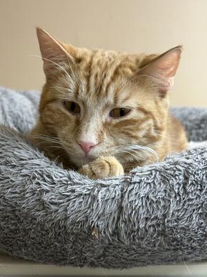 NOLAN, young, available for adoption