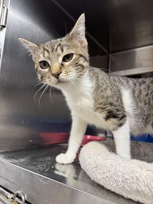 PENELOPE, young, available for adoption