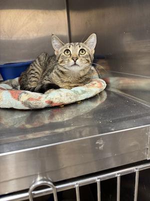 MELANIE, young, available for adoption