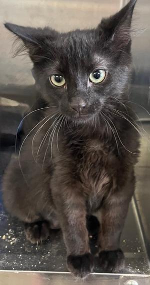 A black cat with green eyes and long whiskers, sitting on a surface with a slightly blurred background.