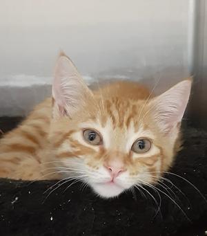 COLLIN, young, available for adoption