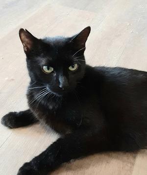 Maggie, young, available for adoption