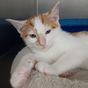 Nelson, young, available for adoption