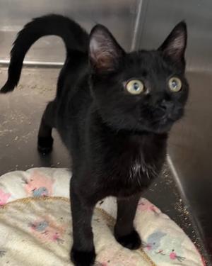KELSIE, young, available for adoption