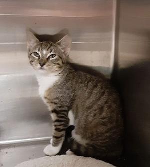 Brooks, young, available for adoption